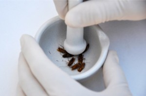 Crushing dried cockroaches for analysis.
