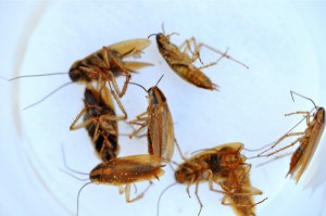 Drying cockroaches.