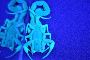 Scorpion in UV light.